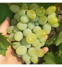 виноград Богатяновський, вкс
