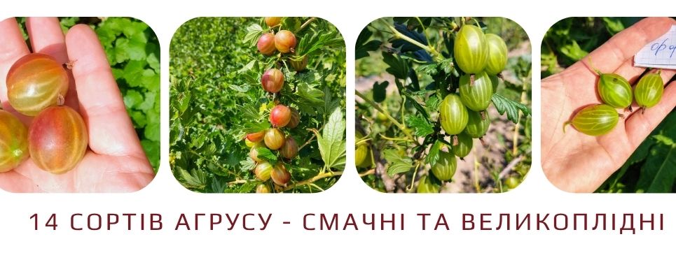 Великоплідні сорти агрусу для вашого саду.