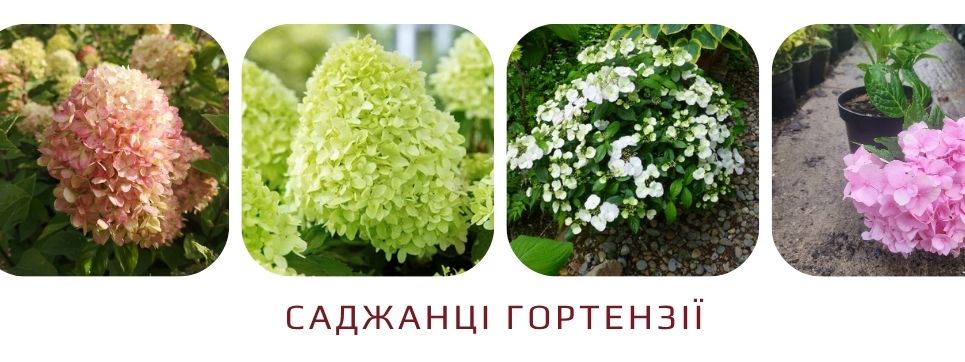 Колекція гортензій