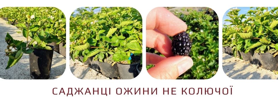 Саджанці ожини неколючої для вашого саду