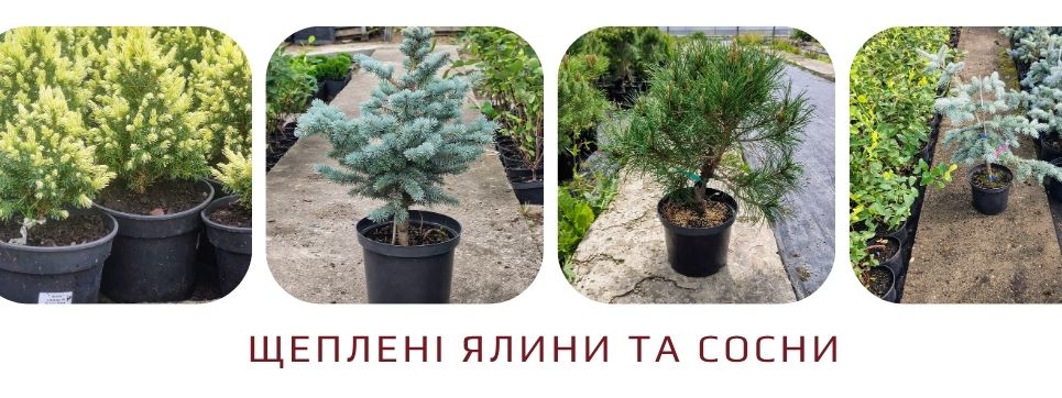 Саджанці щеплених хвойних, пятирічні